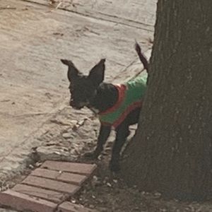 Meet your Posher, Pedro